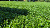 #0934 Tenocha - Naturally Grown Ureshino Hojicha Roasted Green Tea from Tea Farmer Shunsuke Nagao
