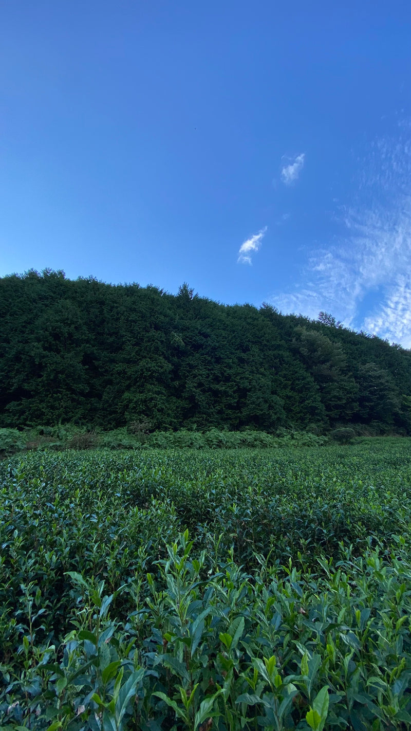 Nagatani Tea: Spring Hojicha - Yuyadani, Kyoto - Single Cultivar Yabukita (JAS Organic, 100g)