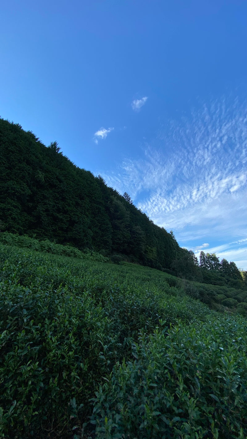 Nagatani Tea: Gyokuro Gokou, Single Cultivar from Ujitawara, Kyoto (Naturally Grown)