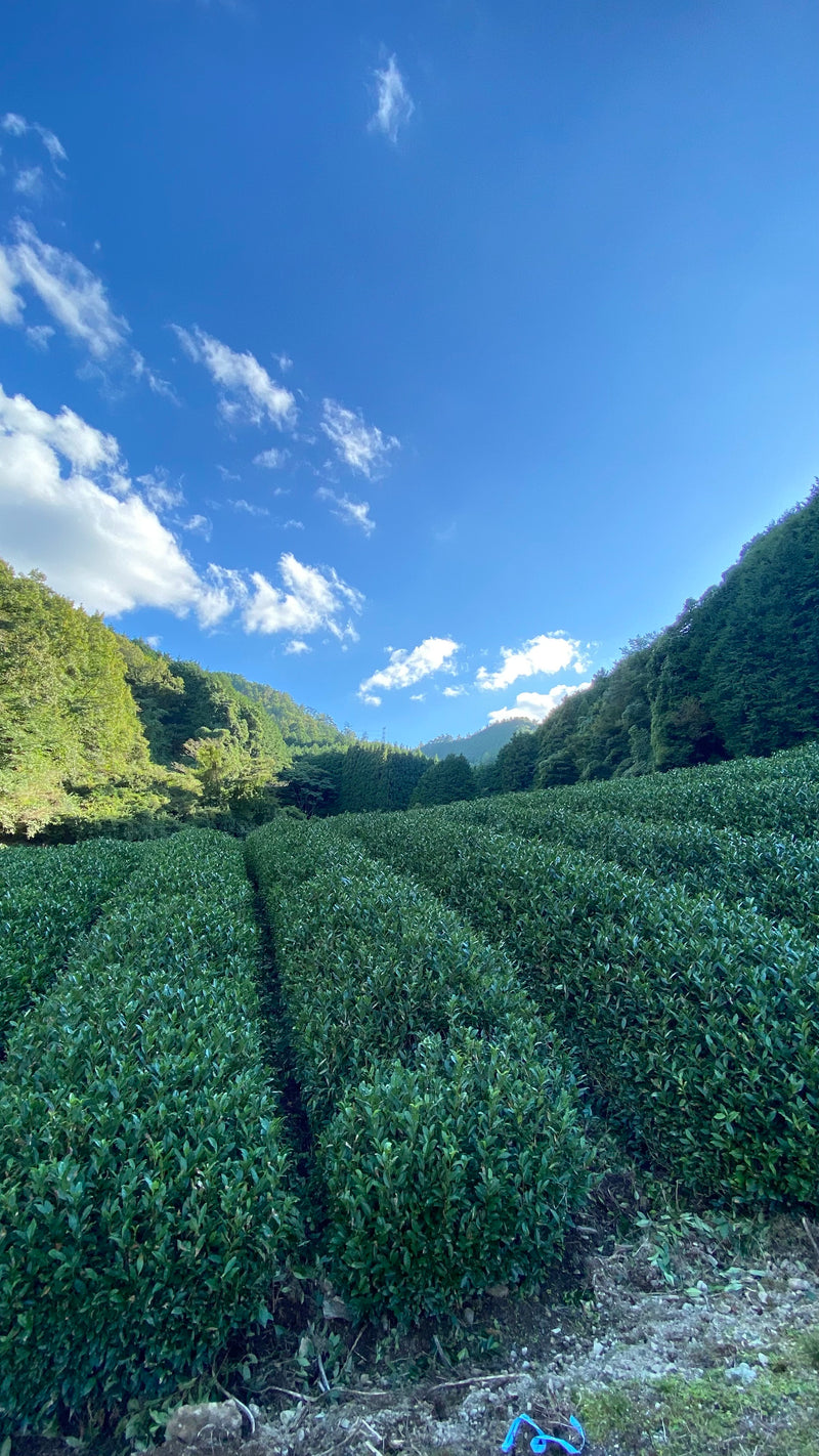 Nagatani Tea: Spring Hojicha - Yuyadani, Kyoto - Single Cultivar Yabukita (JAS Organic, 100g)