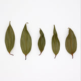 Kugani Kitchen: Karaki Okinawan Cinnamon Leaf Tea yunomi.life 3
