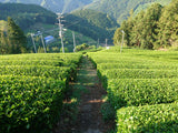 Matsumoto Osamu: Micro Batch Sencha, yksi lajike Koshun