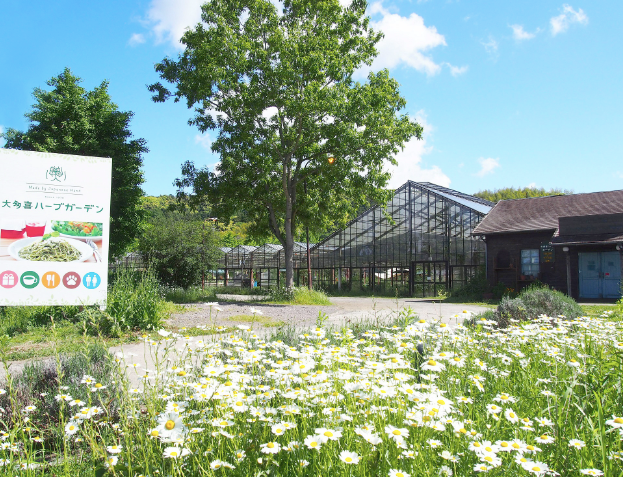 #0599.C1 Otaki Herb Garden:  Calendula  (Chiba Grown)