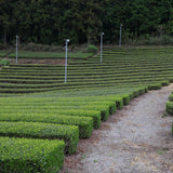 #1093.I1 Shimizu Tea Garden: Bou-Hojicha Teabag / 清水園 奥久慈 ほうじ茶ティーバッグ
