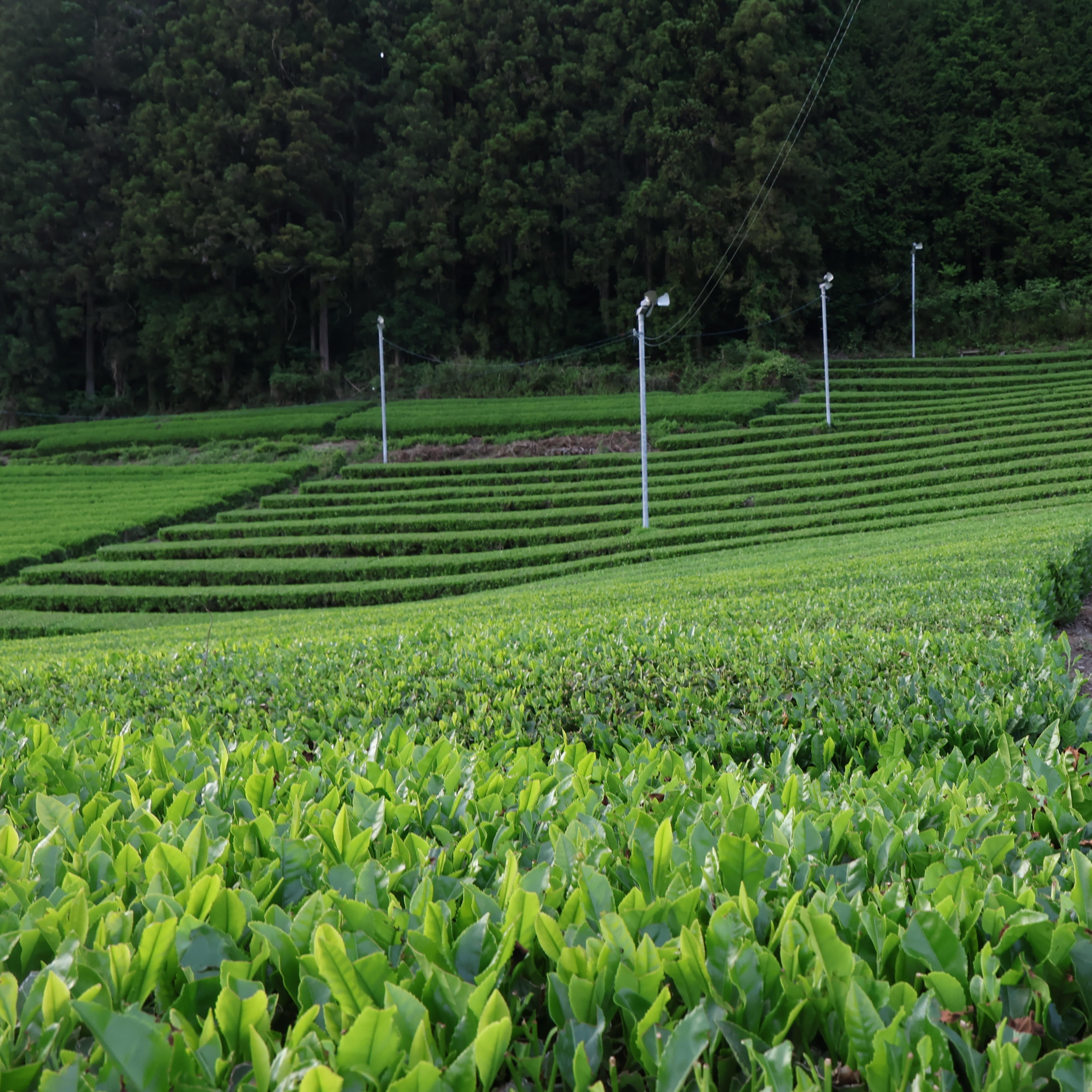 1090.I1 Shimizu Tea Garden: Okukuji Premium Sencha / 清水園 奥久慈