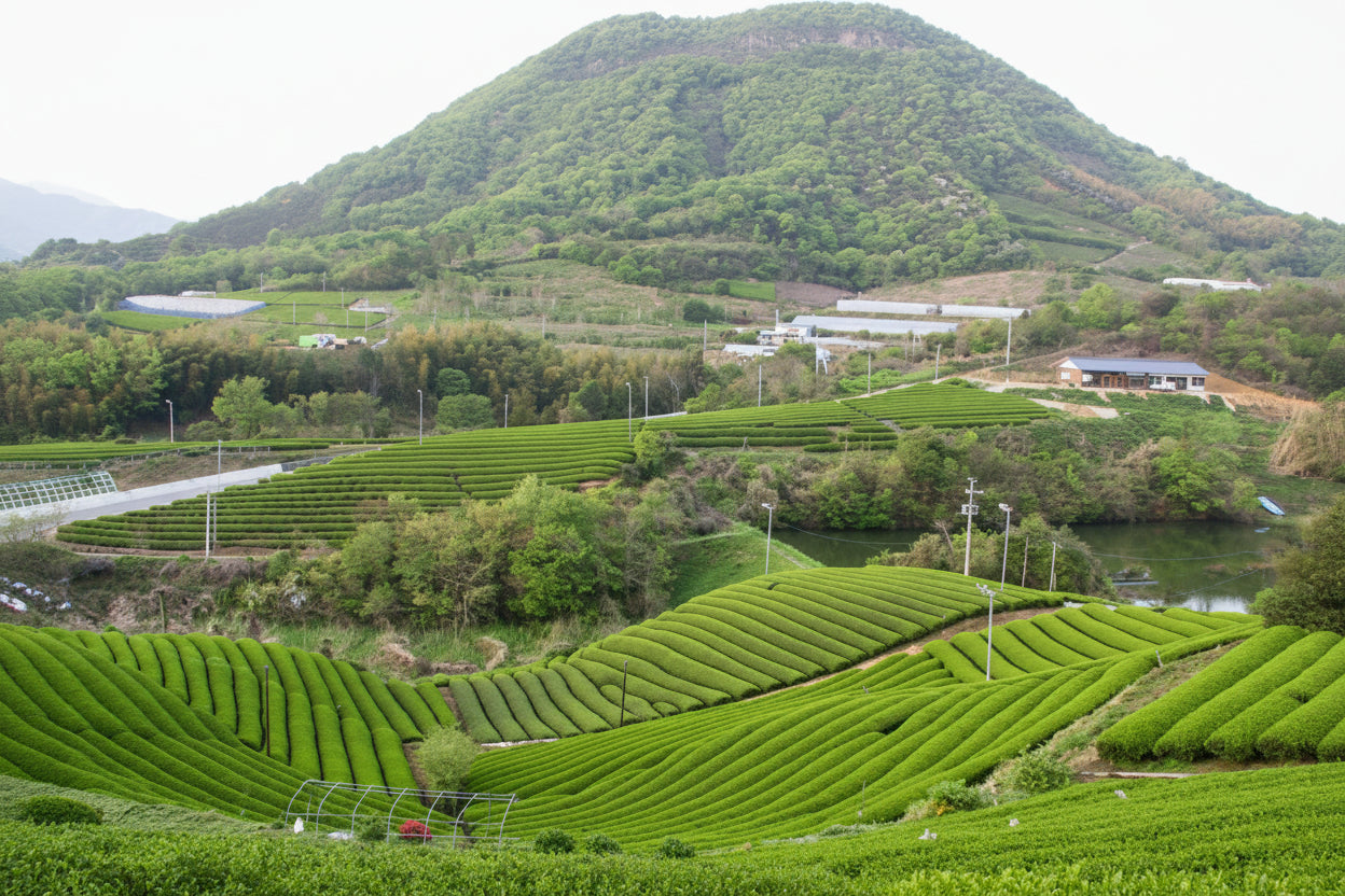 1073.K1 2026 Takase Tea Coop : Sencha 