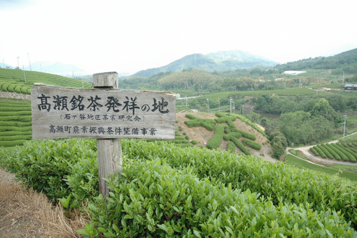 1073.K1 2026 Takase Tea Coop : Sencha 