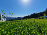 atsumi tea garden, haruno, Shizuoka
