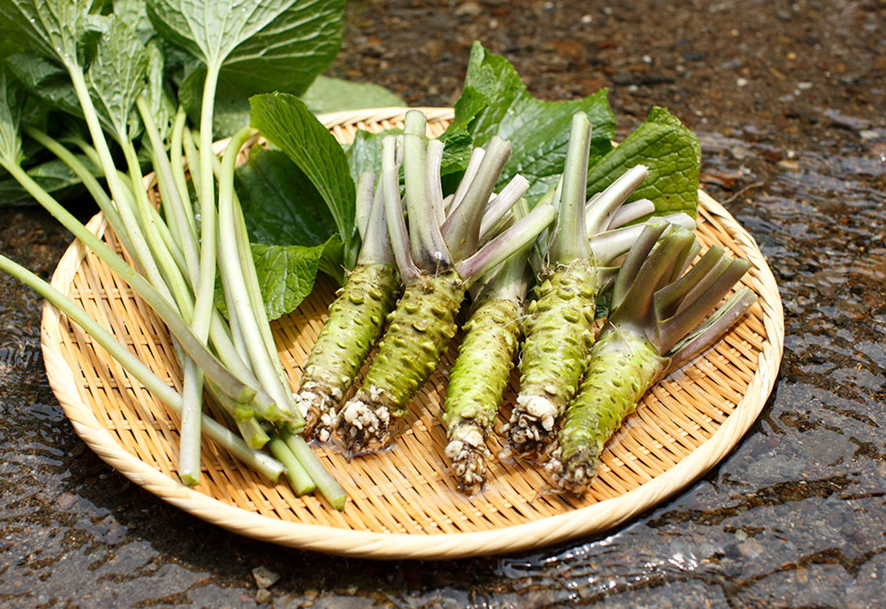 wasabi seeds for planting Kameya Izu Wasabi Furikake