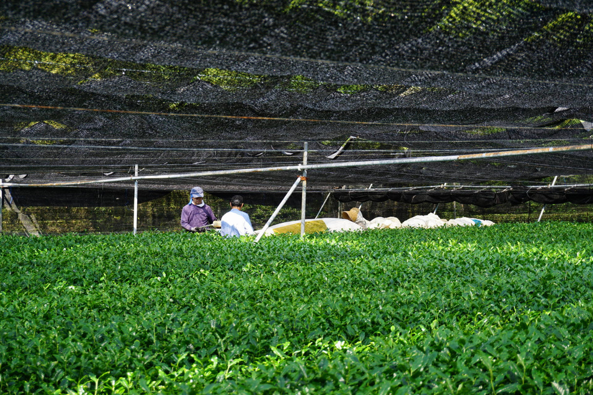 honyama superior harvesting leaf