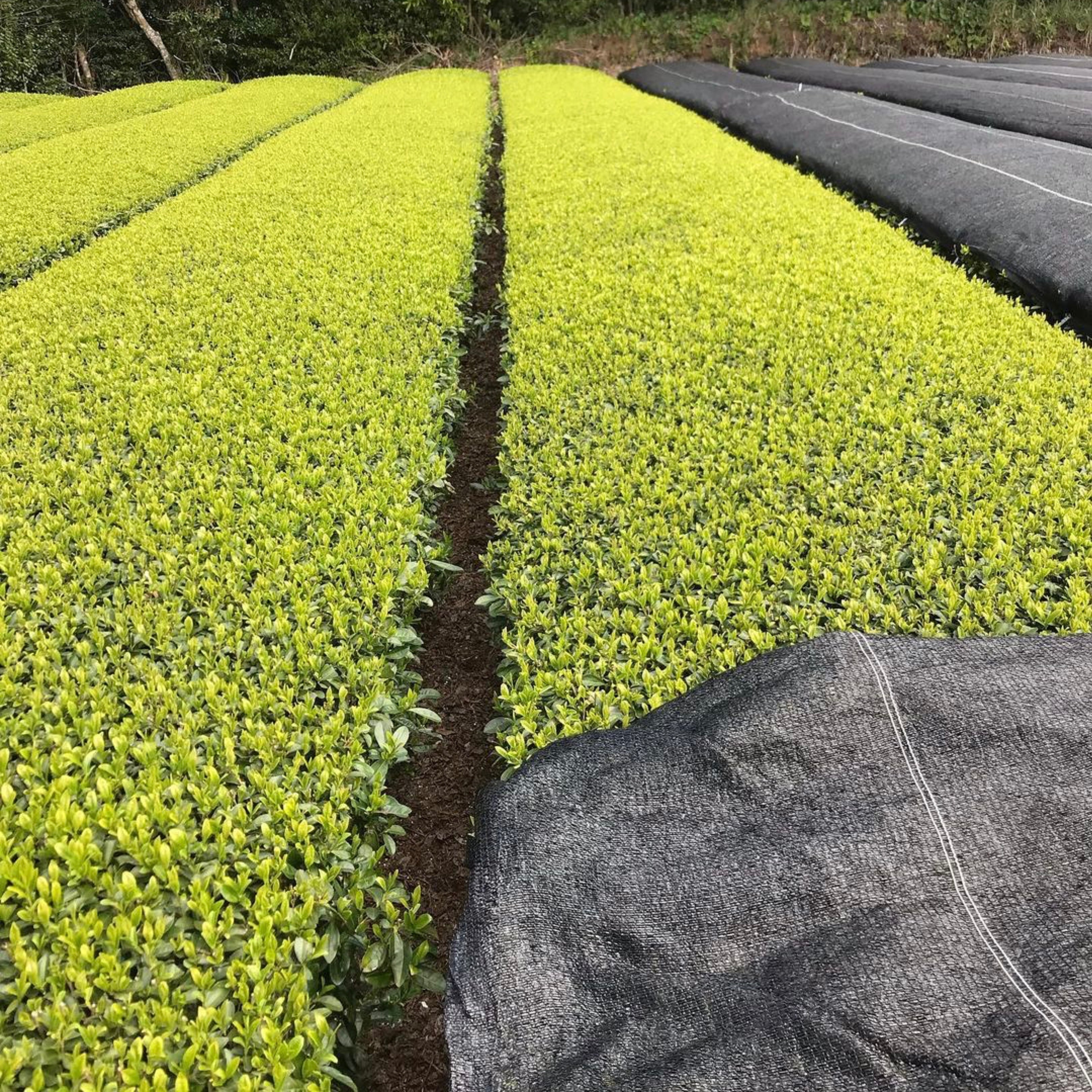 0345.K2 2026 Tanegashima Island Kuritawase (micro batch, limited