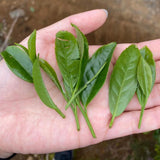 Tea Leaves from Tanegashima Island, Kagoshima, Japan