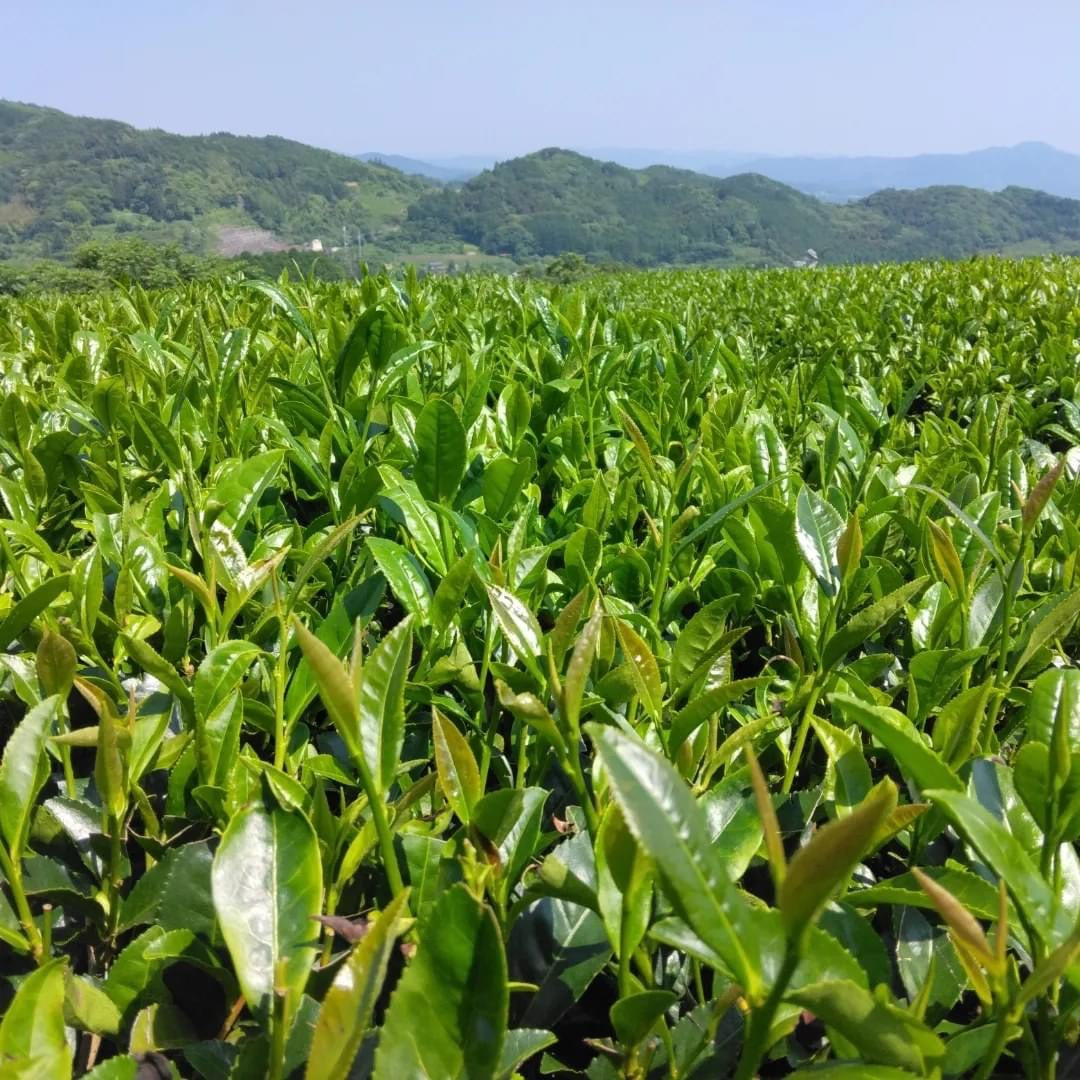0436.F2 球磨茶園 FK033 山育ち八女煎茶（無遮光） 単一品種 きらり31