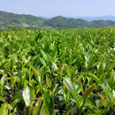 Kuma Tea Garden FK033: Mountain-Grown Yame Sencha (Unshaded), Single Cultivar Kirari 31