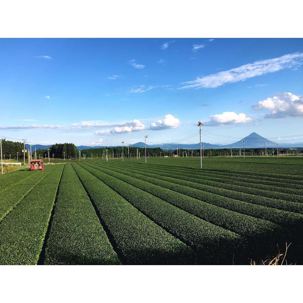 Maehara Seicha Tea Garden Fields