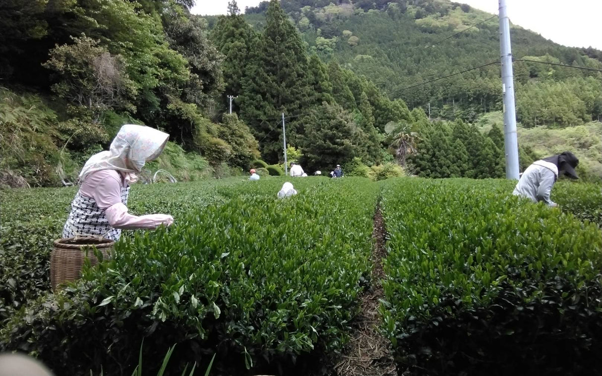 Matsumoto Osamu: Micro Batch Sencha, yksi lajike Koshun