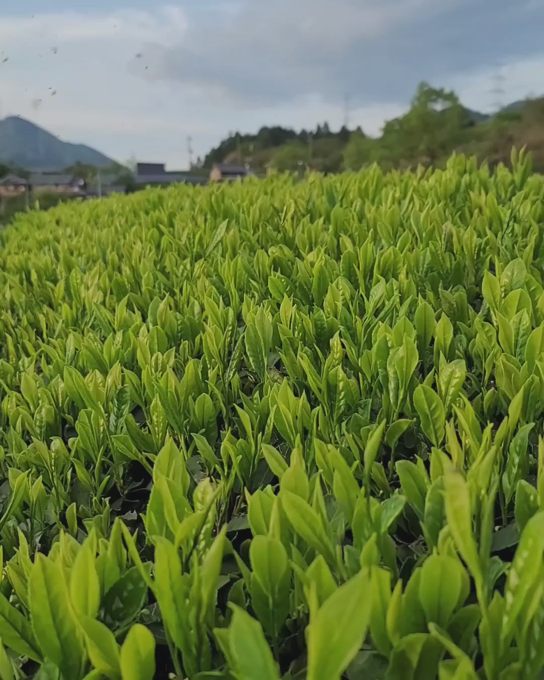 World's largest catalog of artisanal Japanese Tea – Yunomi.life