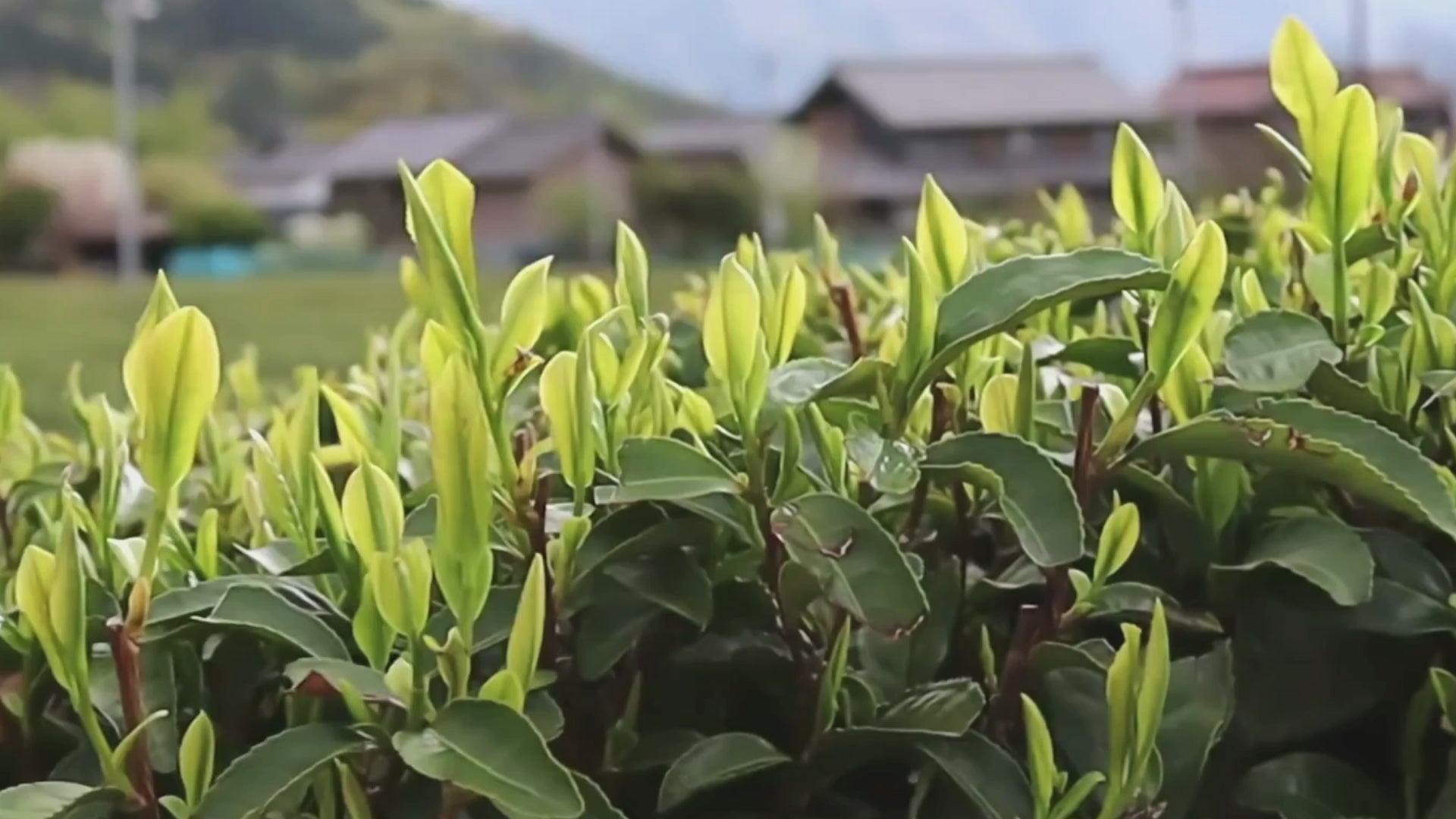 World's largest catalog of artisanal Japanese Tea – Yunomi.life