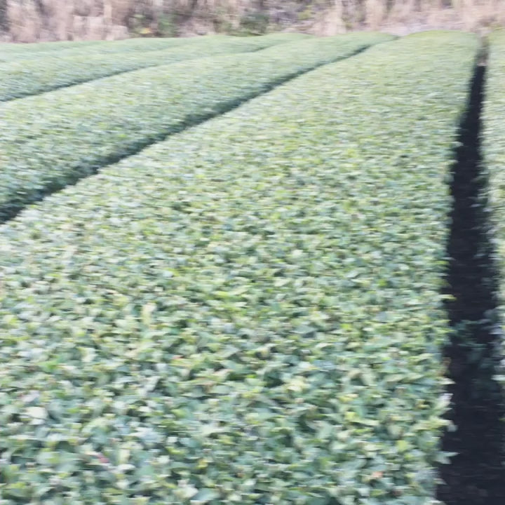 0438.F2 Kuma Tea Garden: Yamecha Mountain-Grown Fukamushicha