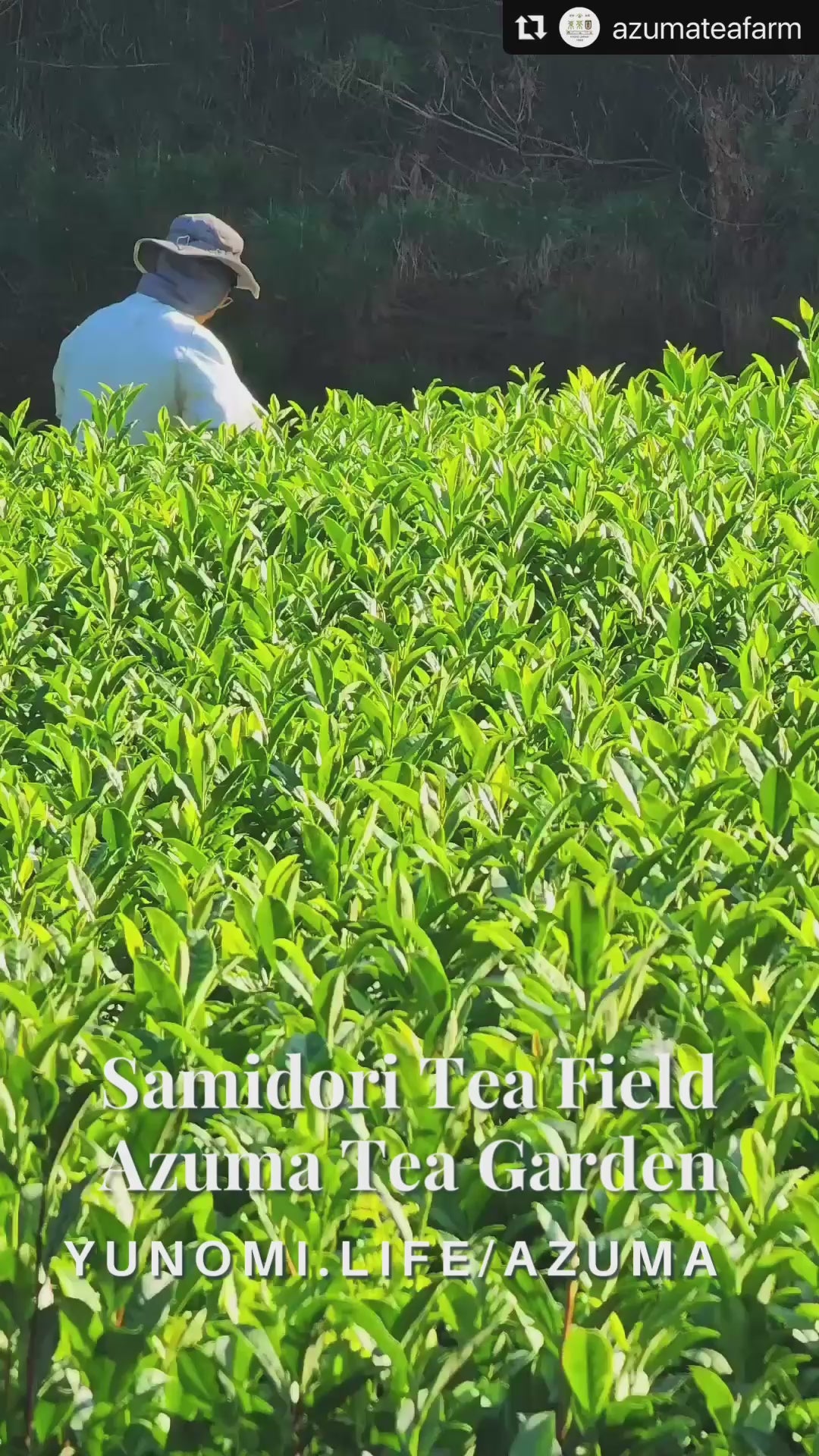 0113.K6 Samidori no Ka - Samidori Cultivar Matcha, Naturally Grown