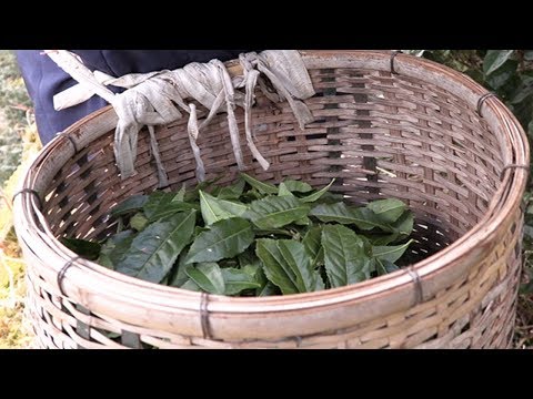 #0834 Shishikui Kancha from Tokushima Prefecture - Handpicked by Farmer Akemi Ishimoto