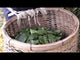 #0834 Shishikui Kancha from Tokushima Prefecture - Handpicked by Farmer Akemi Ishimoto