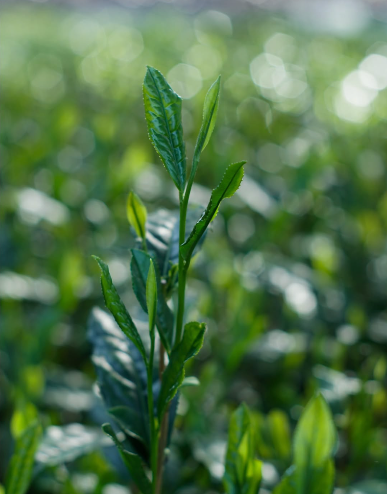 Shibakiri Tea Garden – Yunomi.life