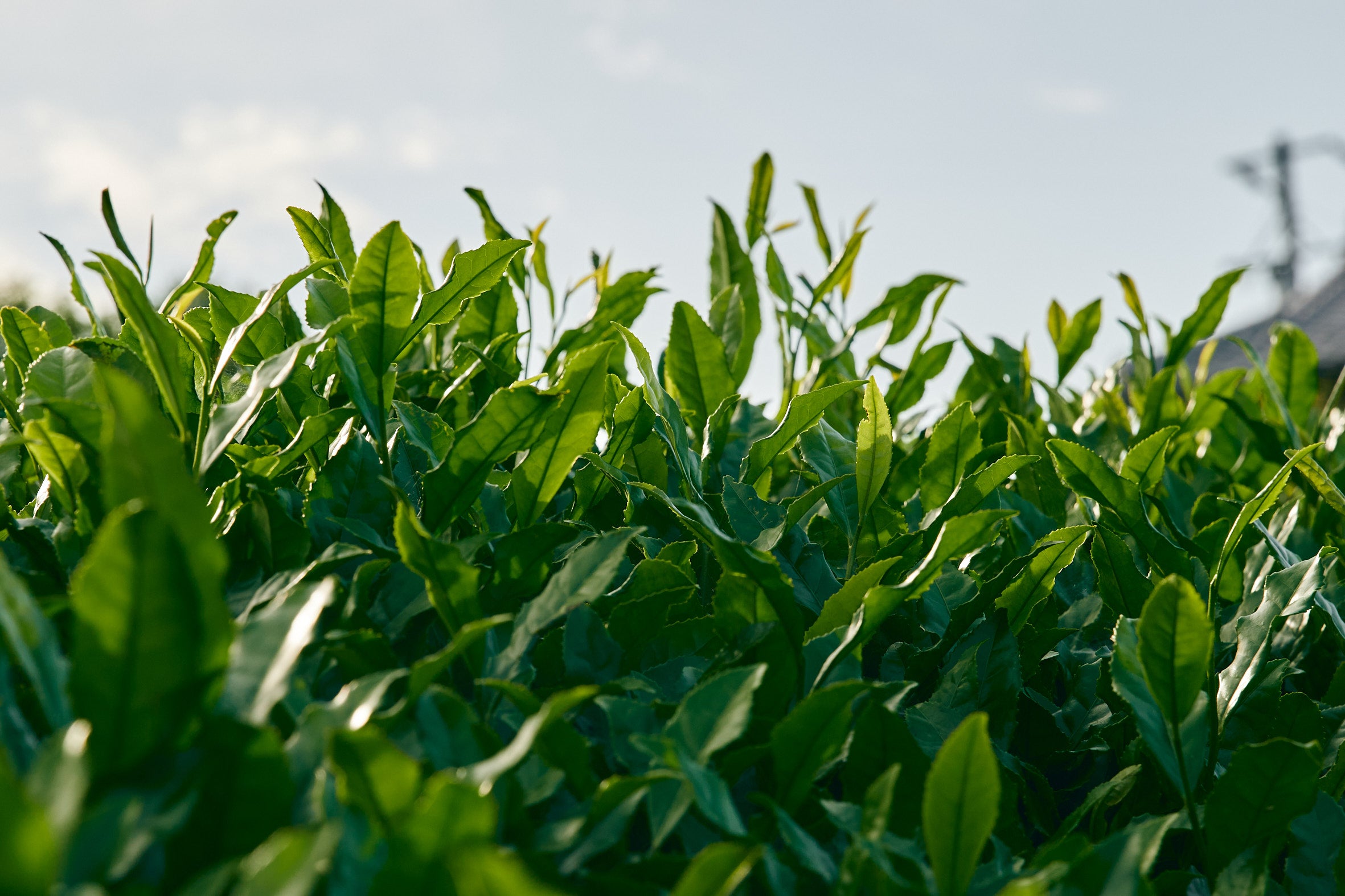 1082.G1 Shirai Tea Factory: Matcha 
