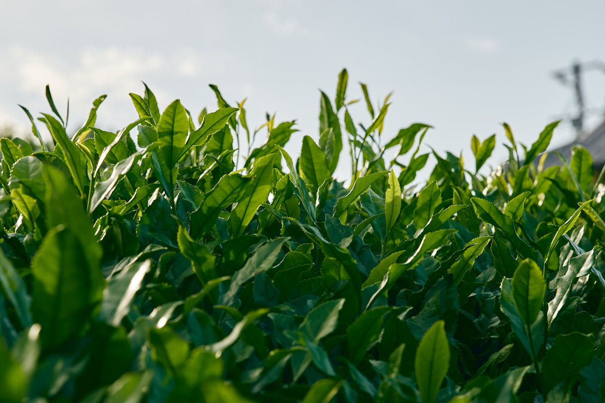 shiraiseicha_teafield_2 yunomi.life