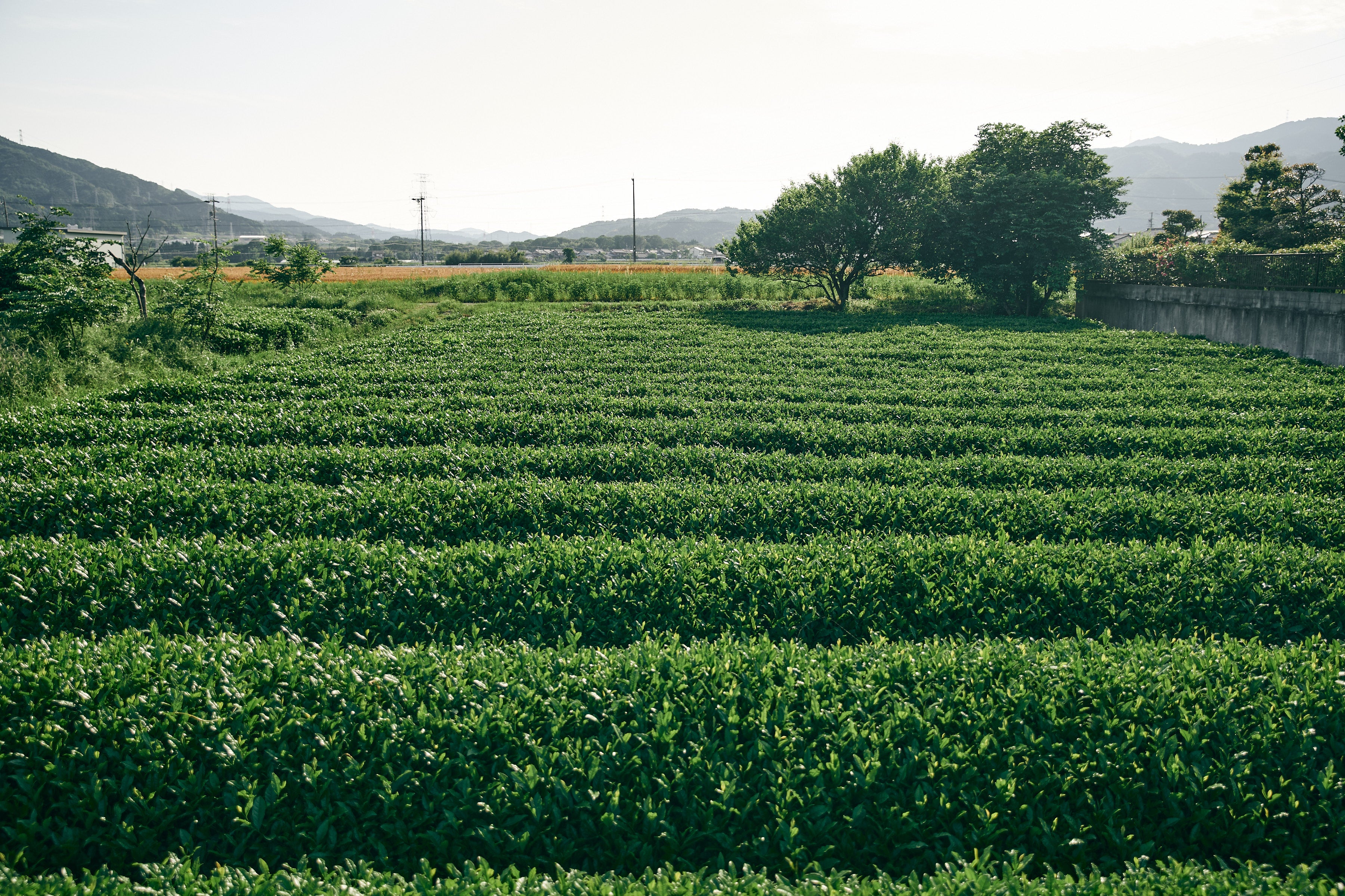 1082.G1 Shirai Tea Factory: Matcha 