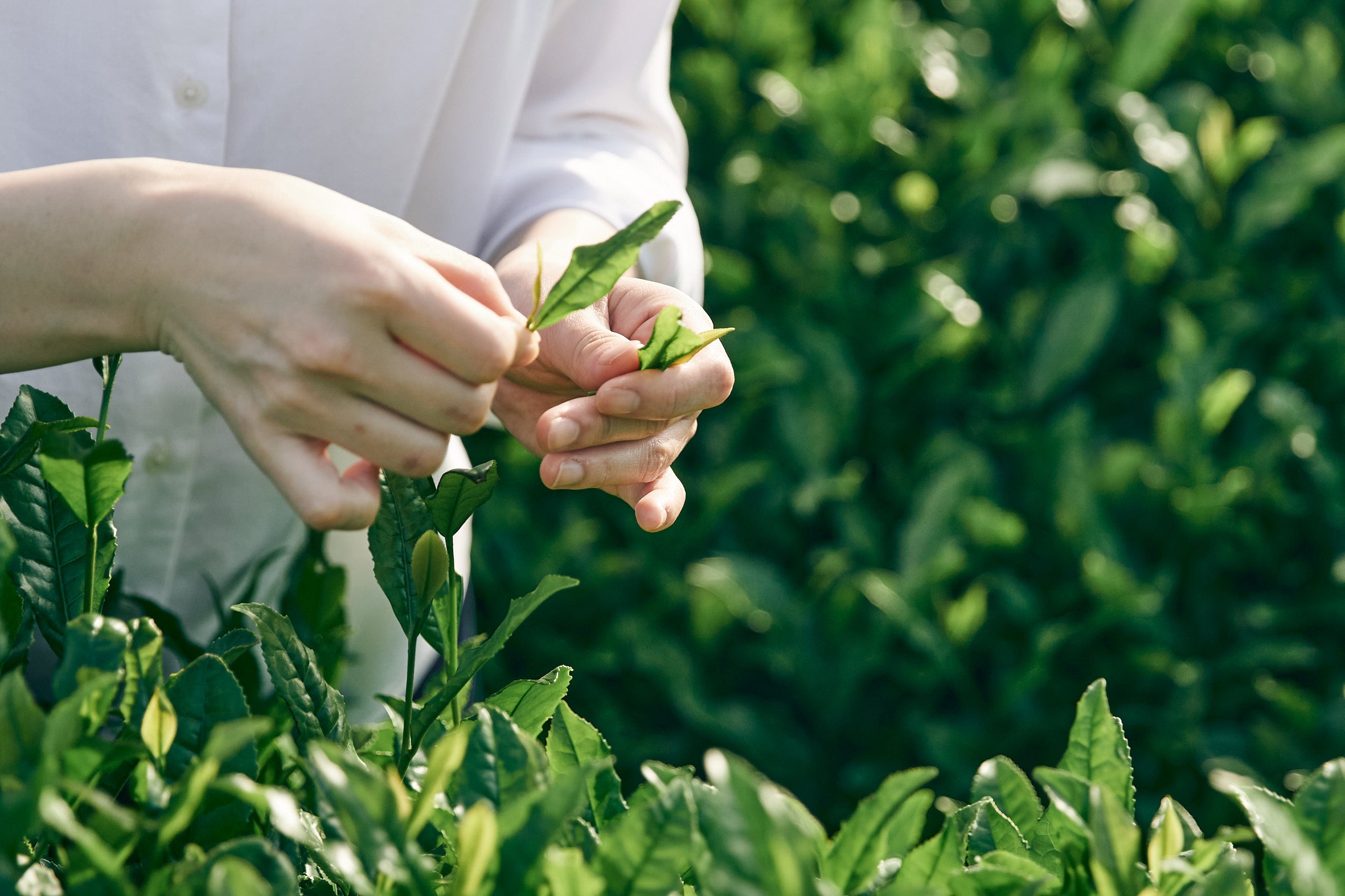 1082.G1 Shirai Tea Factory: Matcha 
