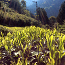 Yancha Tea in Kochi Prefecture, Japan