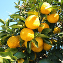 Yuzu - Japanese citrus