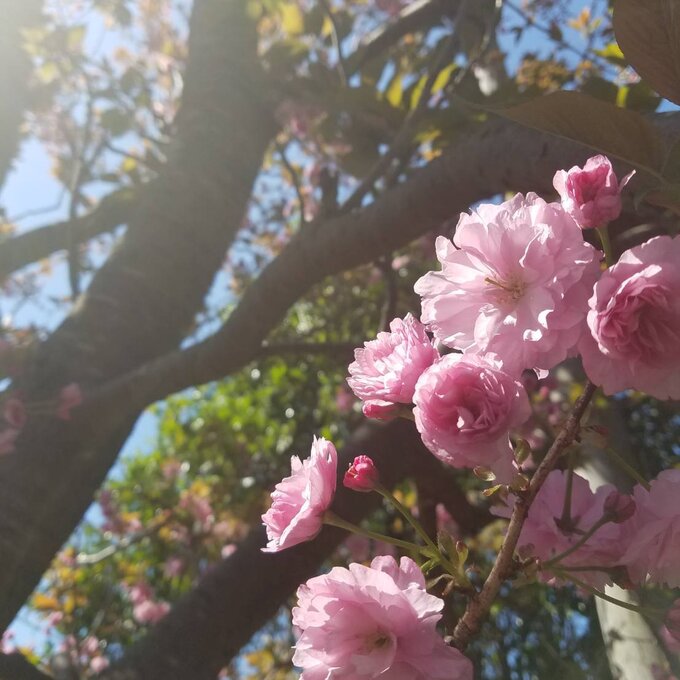 Iijima Seitarou Shoten KN003: Salt-Pickled Sakura Blossoms