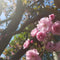 Iijima Seitarou Shoten KN003: Salt-Pickled Sakura Blossoms (Japanese-grown) 桜花の塩漬
