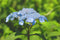 Amacha Herbal Tisane (Hydrangea macrophylla var. thunbergii) from Kunohe Village - Yunomi.life
