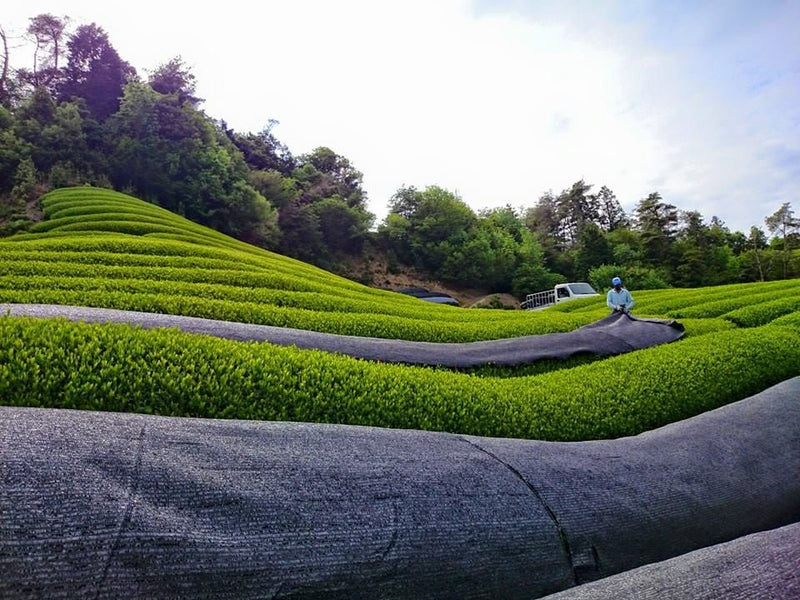 Azuma Tea Garden: "Ipponmatsu" - Matcha Cultivar Series Organic Okumidori, Standard Ceremonial Grade - Yunomi.life