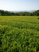 Chasandai: Takarabako Tea Farm's Shimane-grown Organic Sencha - Yunomi.life