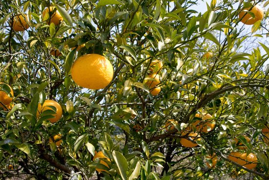 Chasandai: Yuzu Hojicha - Citrus flavored Hojicha Tea Bags (3g x 7 tea bags) - Yunomi.life