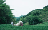 Chiyonoen Tea Garden #02: 2022 Mountain-Grown Single Cultivar Sencha, Okumidori おくみどり - Yunomi.life