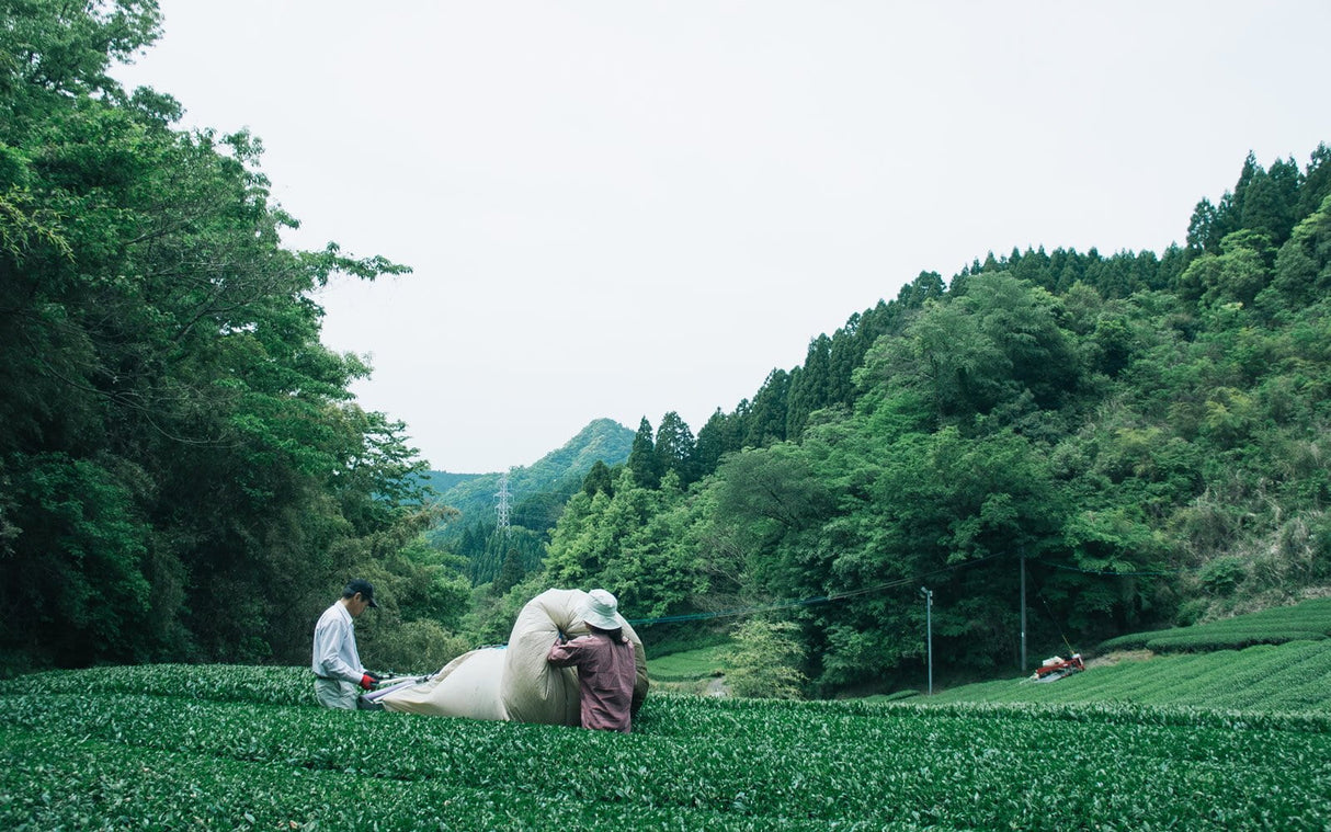 Chiyonoen Tea Garden #03: 2022 Mountain-Grown Single Cultivar Sencha, Yabukita やぶきた - Yunomi.life
