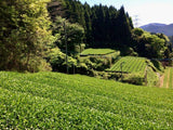 Chiyonoen Tea Garden #10: 2022 Mountain-Grown Yame Sencha, Yabukita 1955 - Yunomi.life