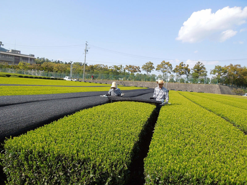 Cultivar Comparison: Marushige Shimizu Tea Farm - Saeakari, Saemidori, Terakawa-wase, Tsuyuhikari - Yunomi.life