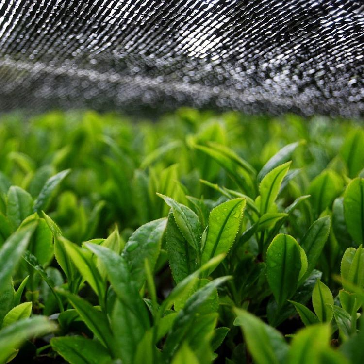 0308.K2 Hachimanjyu Yakushima Tea: Premium Spring Sencha Green Tea