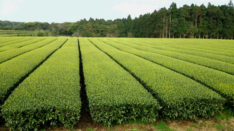 Hachimanjyu Yakushima Tea: 2022 Premium Spring Sencha Green Tea (Yabukita & Asatsuyu, Limited Quantity) 屋久島茶 有機緑茶 - Yunomi.life