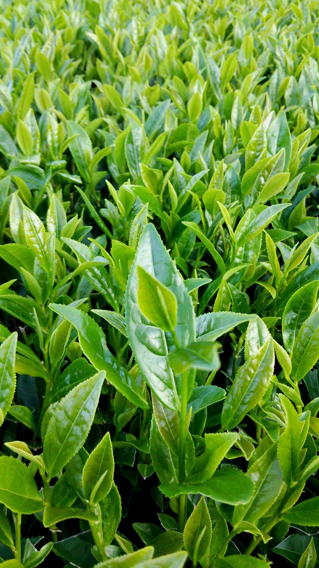 0308.K2 Hachimanjyu Yakushima Tea: Premium Spring Sencha Green Tea