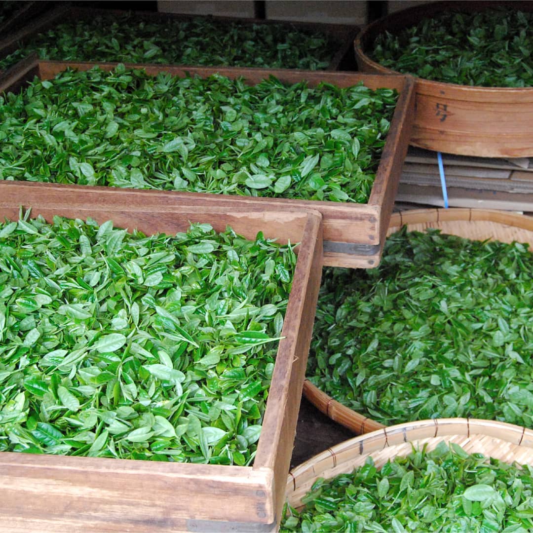 0308.K2 Hachimanjyu Yakushima Tea: Premium Spring Sencha Green Tea