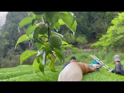 Kajihara Tea Garden: #01 Densho Premium, Kamairicha Green Tea from Kumamoto 伝承プレミアム 釜炒り茶