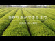 Miyazaki Sabou MY03: Naturally Grown Kamairicha Green Tea - Okumidori Single Cultivar