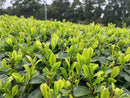 Iba Yu Tea Garden: 2023 Tanegashima Single Cultivar Sencha - Kuritawase (micro batch, limited)